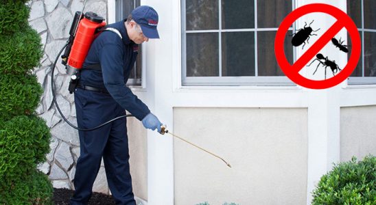 Çayeli Kemirgen İlaçlama böcek ilaçlama ve haşere kontrolü — ilaclama-tr.com